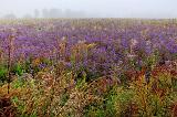 Field Of Wildflowers_08568